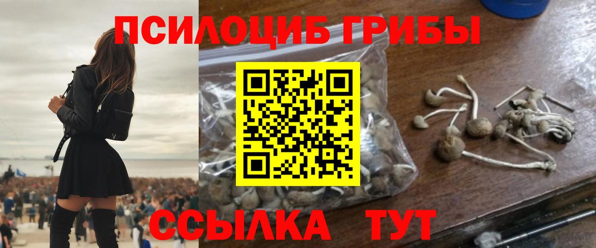 Галлюциногенные грибы Psilocybe Чапаевск